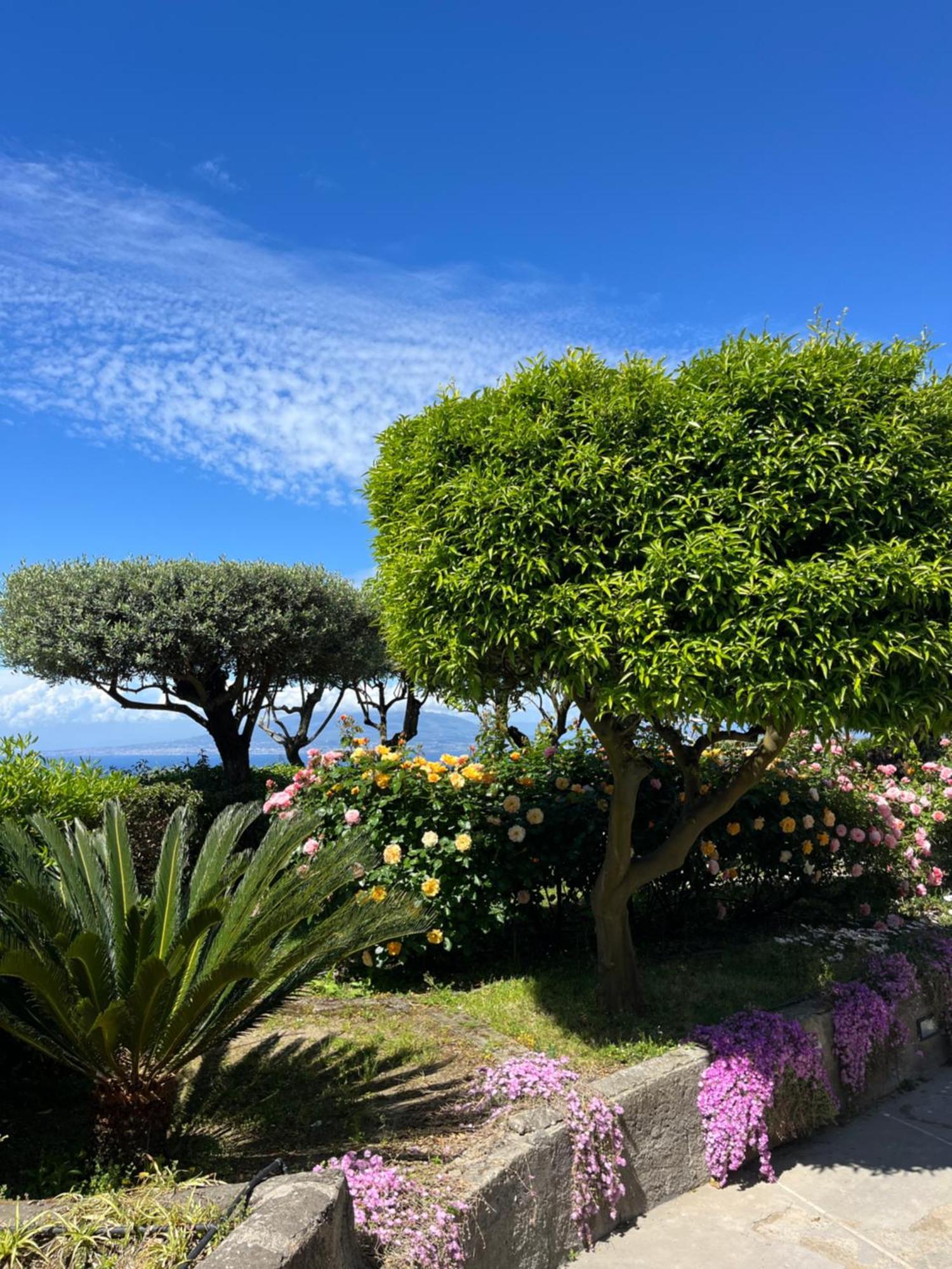 Sorrento Olive Tree Garden Hotel Eksteriør billede
